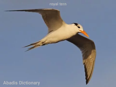 royal tern